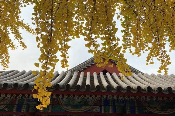 原创 这里是北京|中山公园内长廊配银杏,越看越好看10