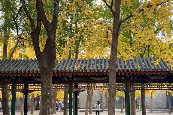 原创 这里是北京|中山公园内长廊配银杏,越看越好看13