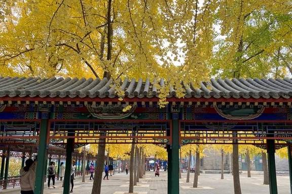 原创 这里是北京|中山公园内长廊配银杏,越看越好看14