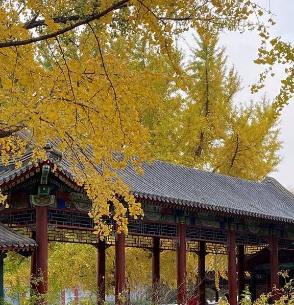 原创 这里是北京|中山公园内长廊配银杏,越看越好看15