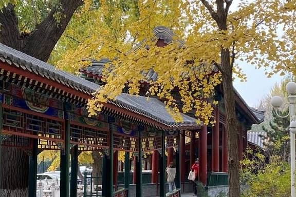 原创 这里是北京|中山公园内长廊配银杏,越看越好看16