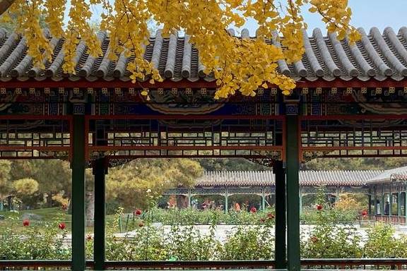 原创 这里是北京|中山公园内长廊配银杏,越看越好看17