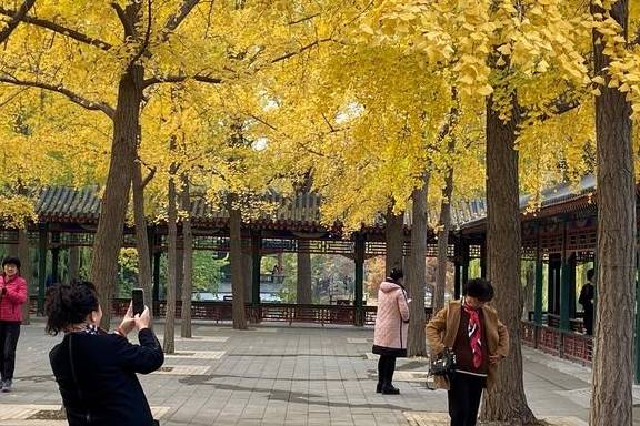 原创 这里是北京|中山公园内长廊配银杏,越看越好看18