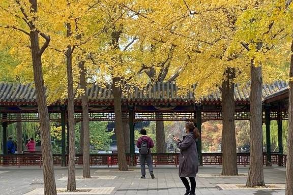 原创 这里是北京|中山公园内长廊配银杏,越看越好看20