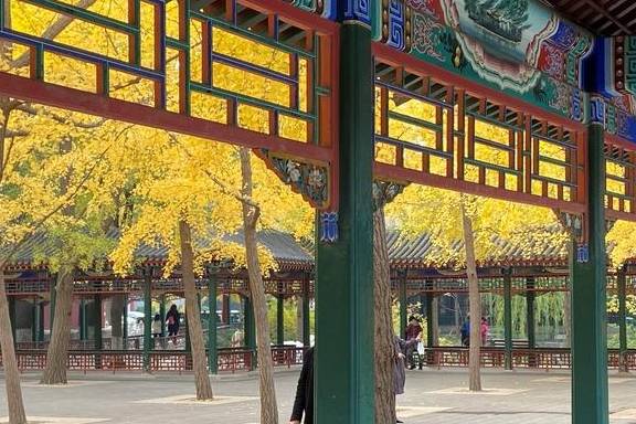 原创 这里是北京|中山公园内长廊配银杏,越看越好看22