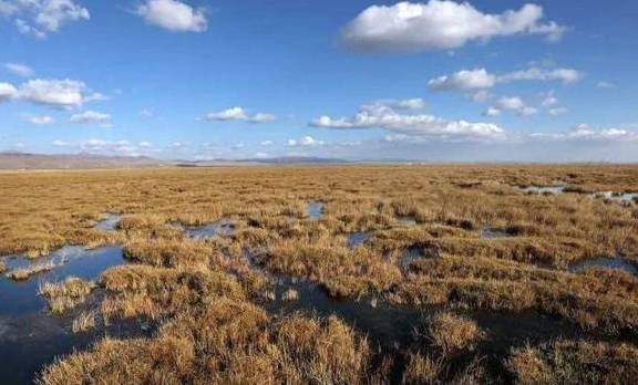 原创 位于青藏高原的“若尔盖沼泽”，是我国最大的泥炭沼泽分布区3