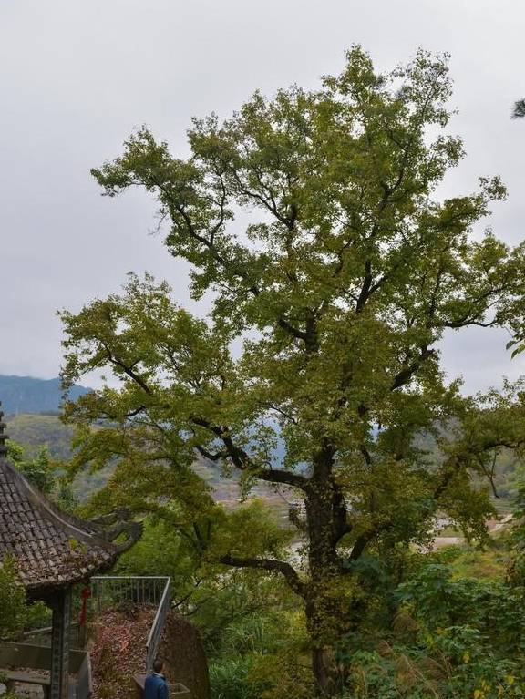 原创 云南炙手可热的城市,绝佳旅行胜地,经济增速赛过省会昆明3