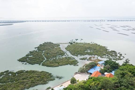 原创 北海市这里完全可以开发成4A级景区,有海岛、有山、有红树林6