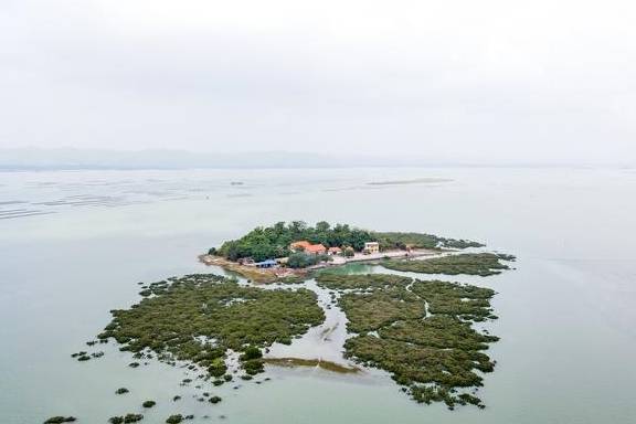 原创 北海市这里完全可以开发成4A级景区,有海岛、有山、有红树林7
