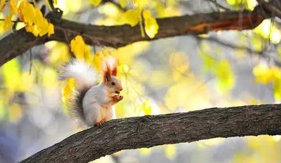 原创 女县长策马奔腾的伊犁有多美?让可可托海的男人等得心碎26