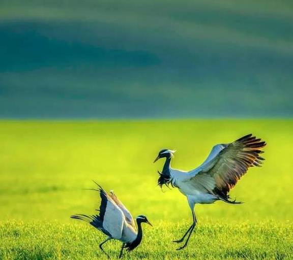 原创 女县长策马奔腾的伊犁有多美?让可可托海的男人等得心碎27