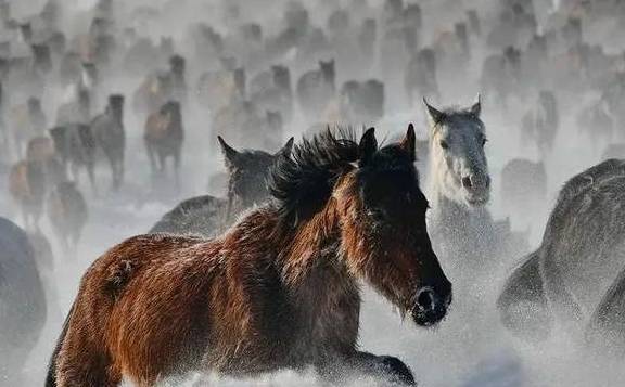 原创 女县长策马奔腾的伊犁有多美?让可可托海的男人等得心碎34