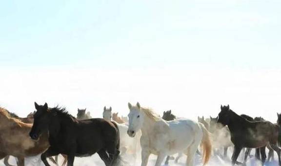 原创 女县长策马奔腾的伊犁有多美?让可可托海的男人等得心碎37