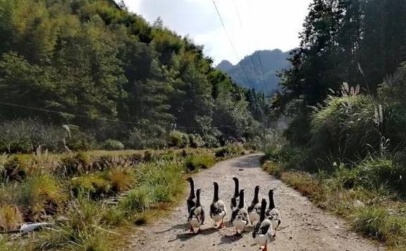 原创 永嘉一条百走不厌的醉美古道,你去过吗?2