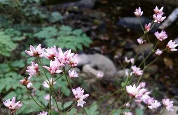 原创 永嘉一条百走不厌的醉美古道,你去过吗?7