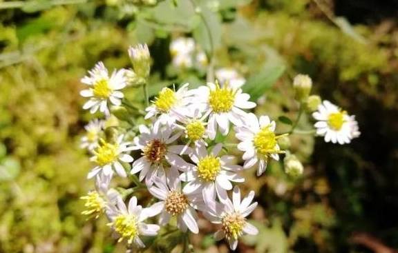 原创 永嘉一条百走不厌的醉美古道,你去过吗?8