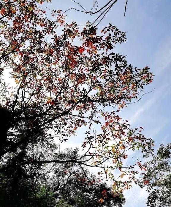 原创 永嘉一条百走不厌的醉美古道,你去过吗?11