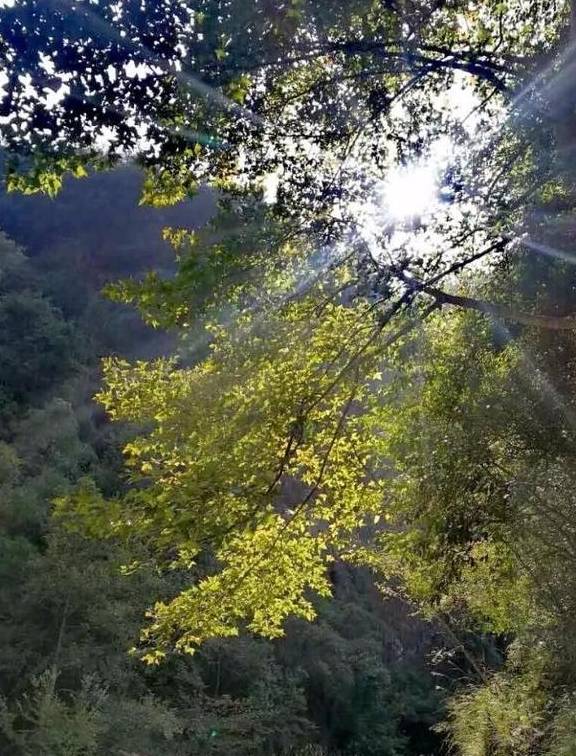 原创 永嘉一条百走不厌的醉美古道,你去过吗?10