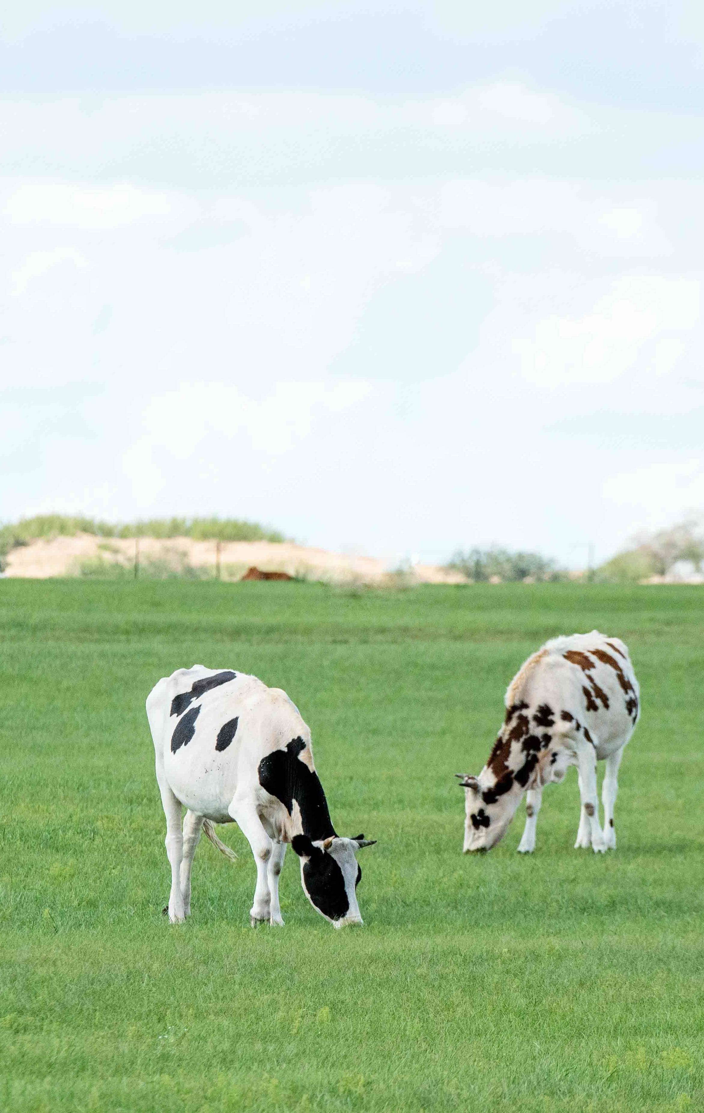 原创 内蒙古哪儿草原最美?这里有变幻莫测的美景,旅行达人强烈推荐!7