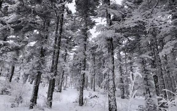 原创 来终南山南五台赏雪、悟雪2
