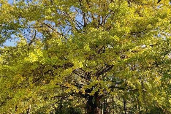 原创 腾冲的秋天那么美,我想带你去看看22