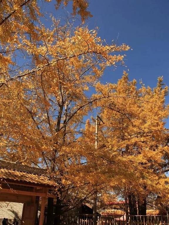 原创 腾冲的秋天那么美,我想带你去看看25