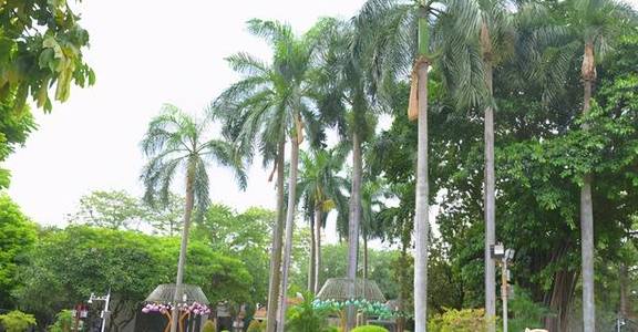 原创 广州文化公园,叶帅题名郭老题诗,更有赏菊看花灯16