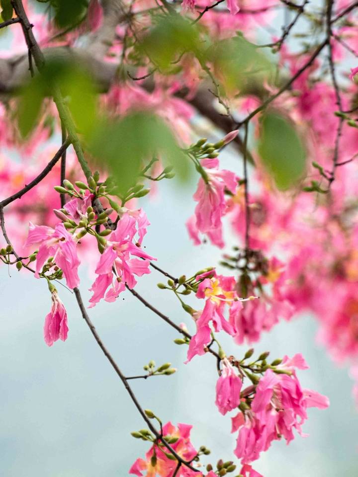 原创 约上汉服小姐姐携清风同游，周末去东莞观音山看“花雪”吧3