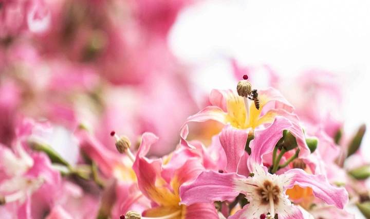 原创 约上汉服小姐姐携清风同游，周末去东莞观音山看“花雪”吧4