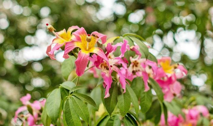 原创 约上汉服小姐姐携清风同游，周末去东莞观音山看“花雪”吧6