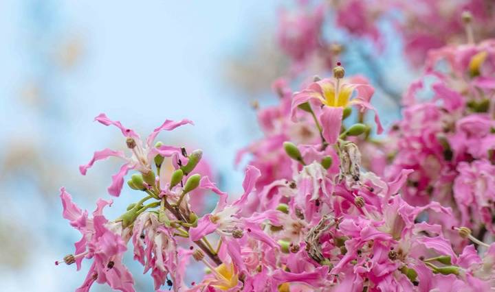 原创 约上汉服小姐姐携清风同游，周末去东莞观音山看“花雪”吧8