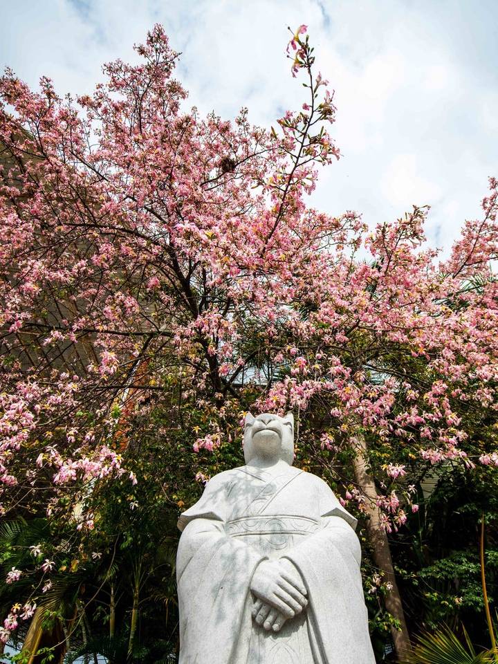 原创 约上汉服小姐姐携清风同游，周末去东莞观音山看“花雪”吧10