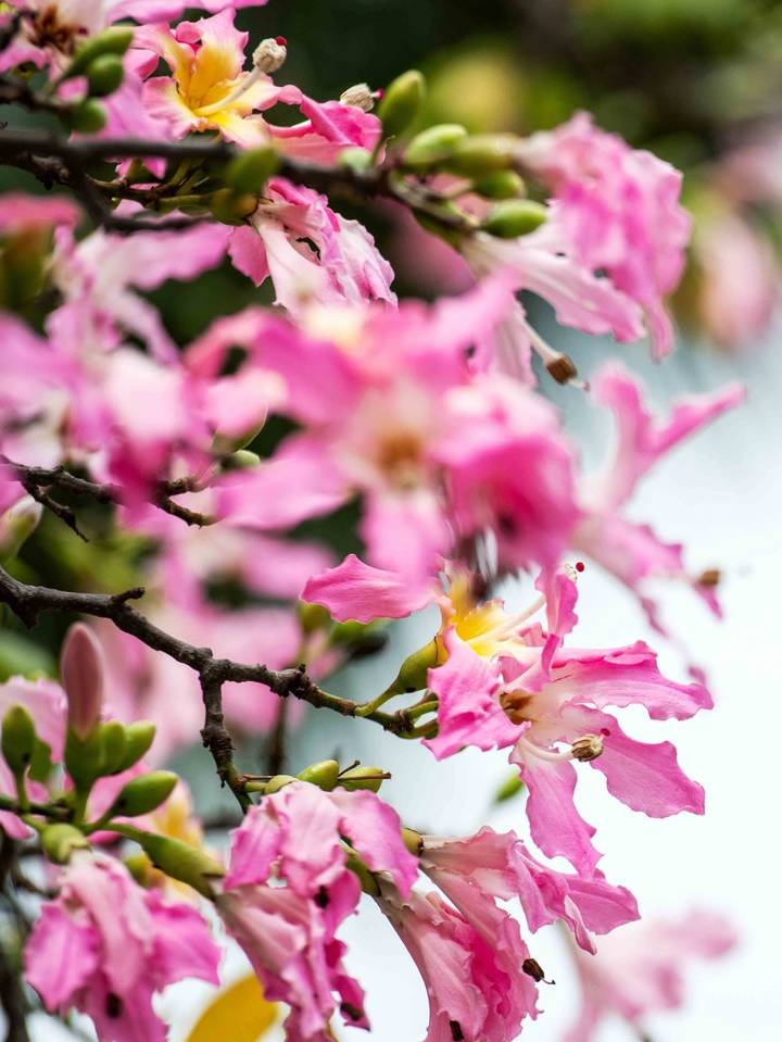 原创 约上汉服小姐姐携清风同游，周末去东莞观音山看“花雪”吧11