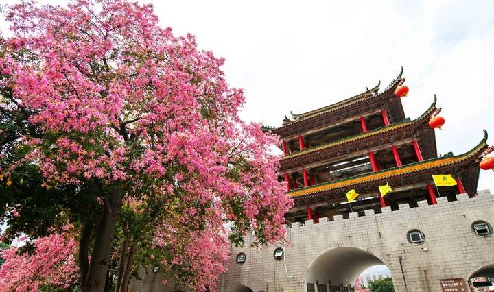 原创 约上汉服小姐姐携清风同游，周末去东莞观音山看“花雪”吧17