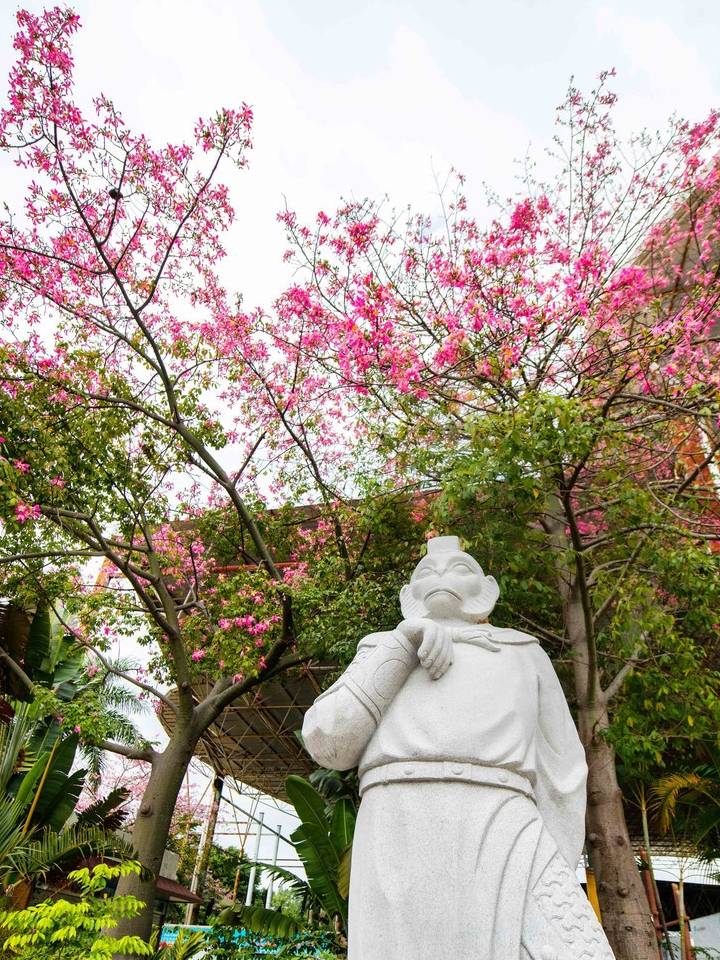 原创 约上汉服小姐姐携清风同游，周末去东莞观音山看“花雪”吧18