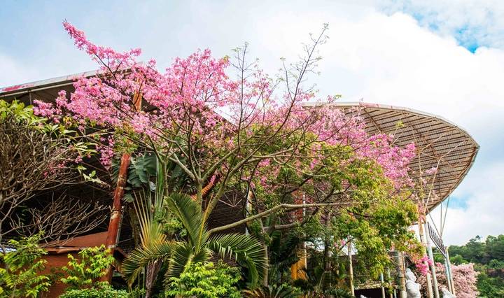 原创 约上汉服小姐姐携清风同游，周末去东莞观音山看“花雪”吧19