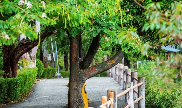 原创 约上汉服小姐姐携清风同游，周末去东莞观音山看“花雪”吧20