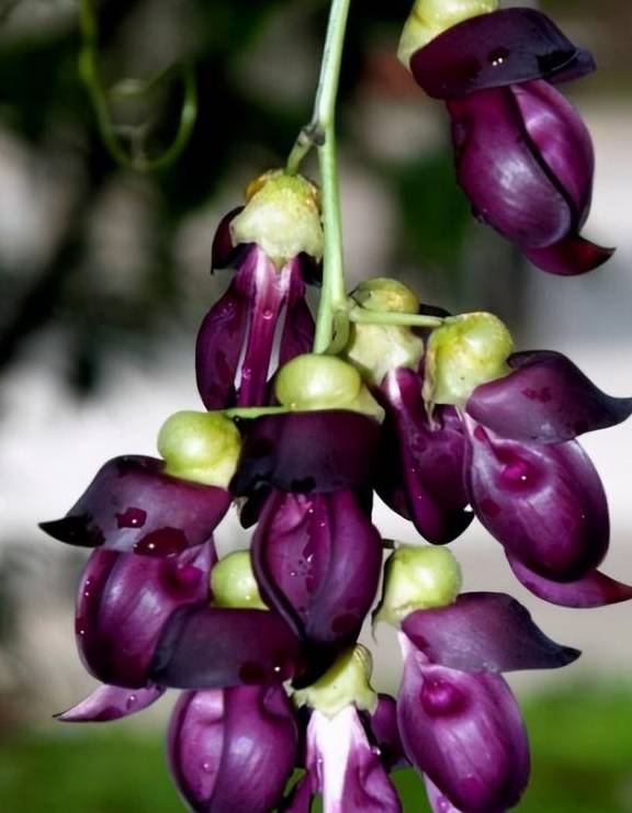 原创 牛!修建了广东第一座玻璃桥的景区,还炒火了广州人最爱的禾雀花1