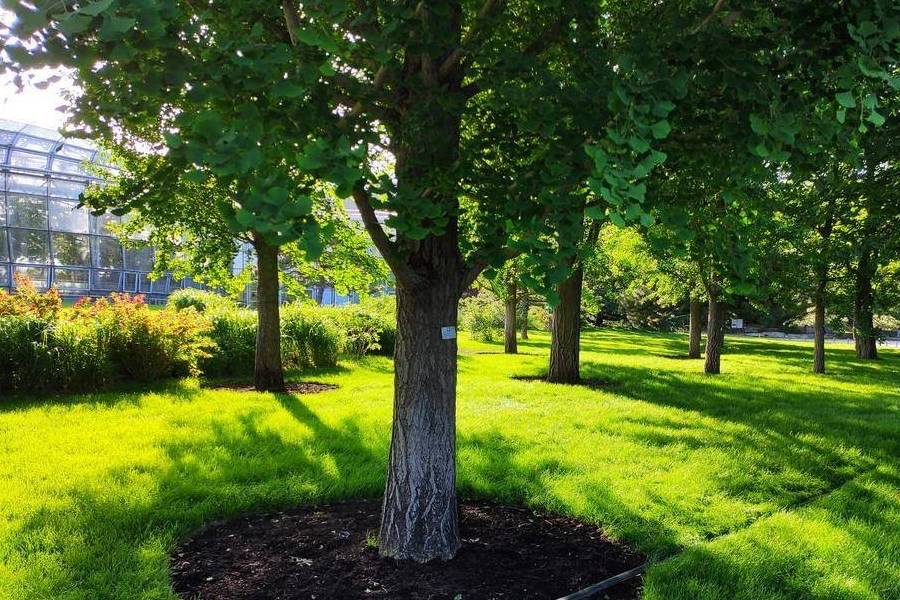 原创 庚子年第一次进西山,北京植物园重走樱桃沟2