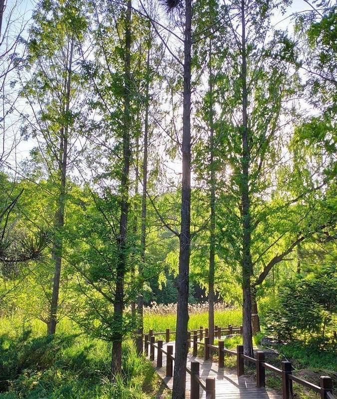 原创 庚子年第一次进西山,北京植物园重走樱桃沟3