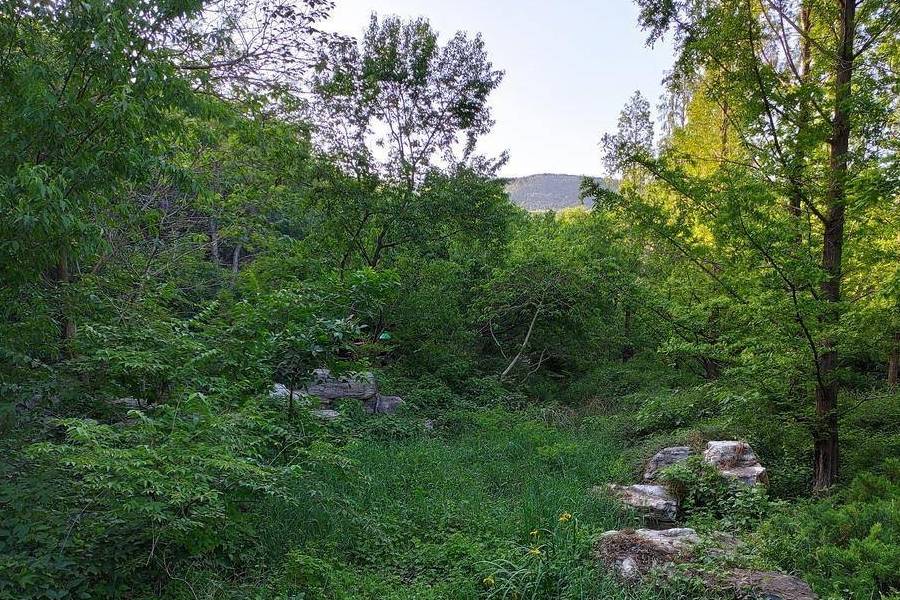 原创 庚子年第一次进西山,北京植物园重走樱桃沟4