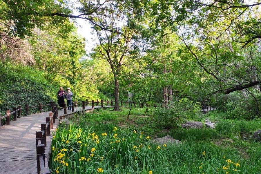 原创 庚子年第一次进西山,北京植物园重走樱桃沟7
