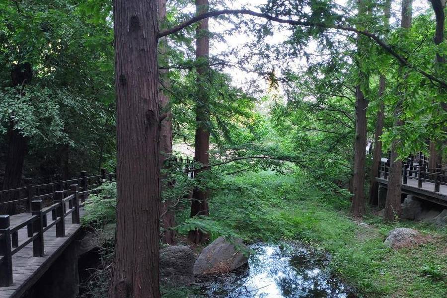 原创 庚子年第一次进西山,北京植物园重走樱桃沟9