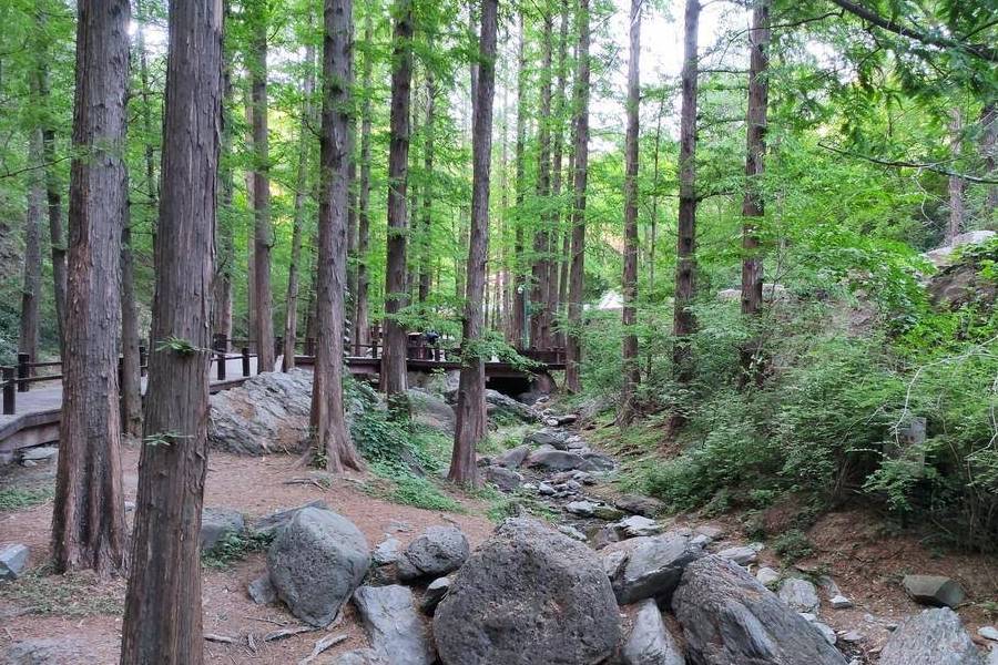 原创 庚子年第一次进西山,北京植物园重走樱桃沟10