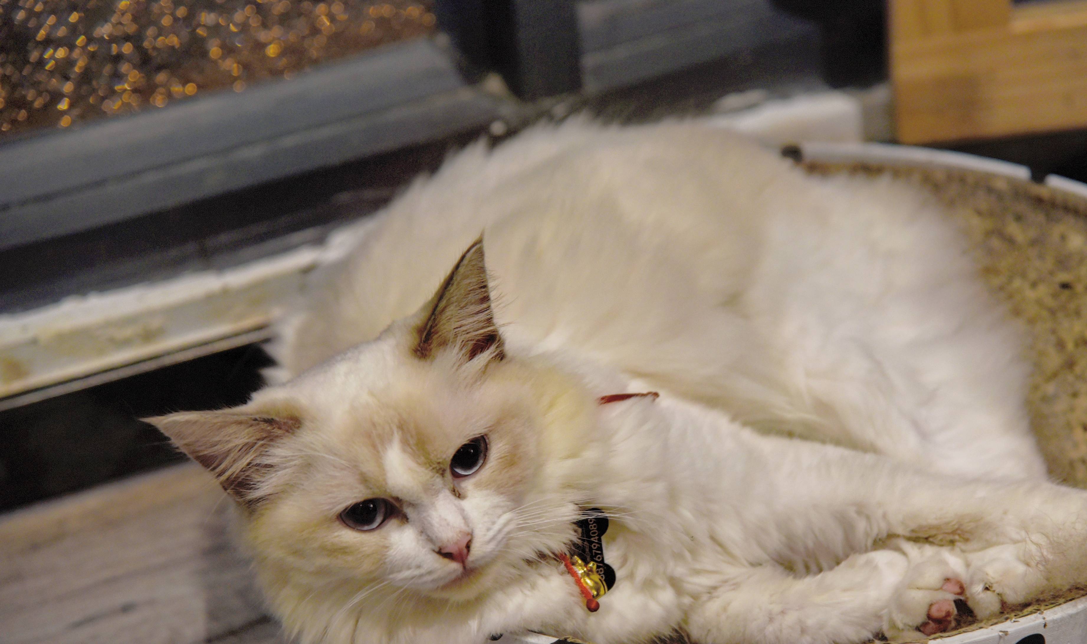 原创 藏在三亚市区的城市民宿,高空汤池让人惊艳,还有一个私房菜馆9