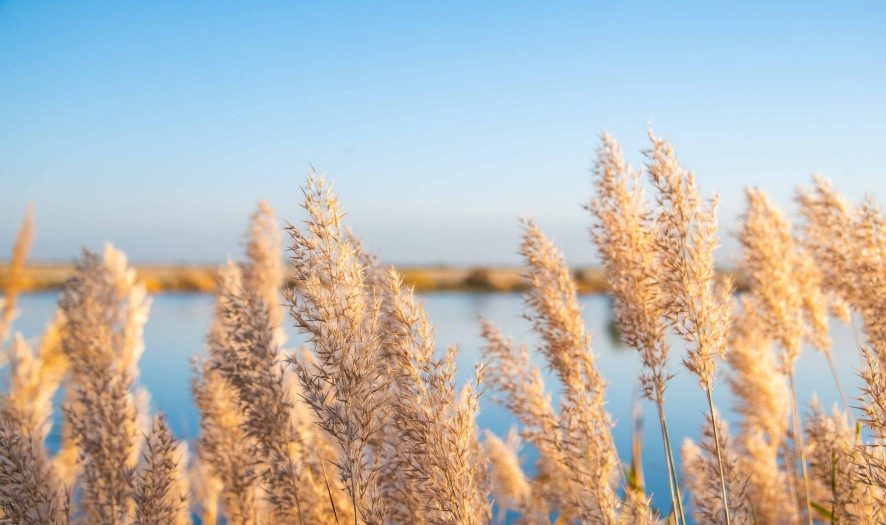 原创 甘肃也有水天一色的湿地公园,有优越原生态环境,是动植物的天堂3