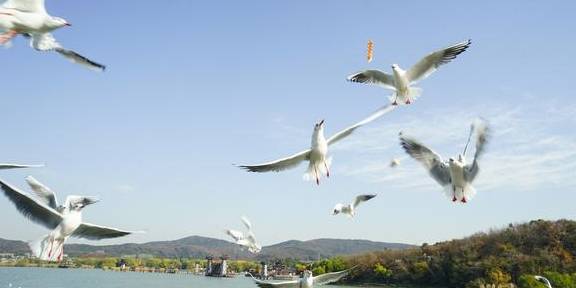 原创 冬日里,无锡影视城不仅是央视影视基地,还是观赏红嘴鸥的好地方10