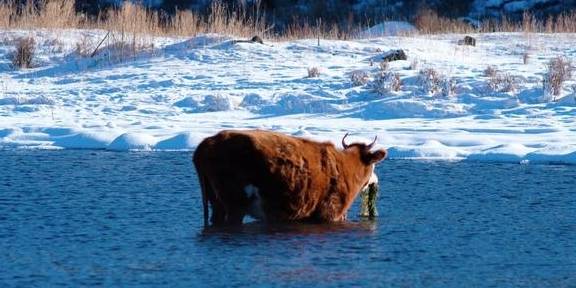 原创 童话阿尔山：人间奇迹不冻河 数九寒天流水淙淙4