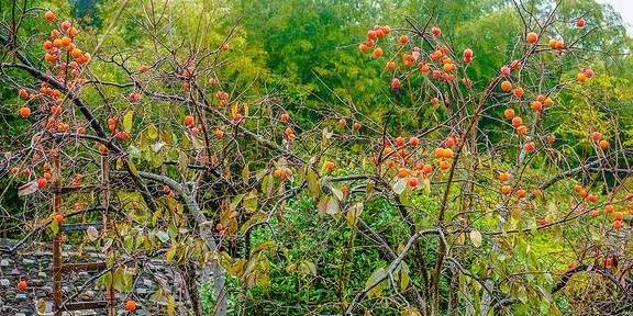 原创 冷空气过后的温州苍南,云雾缭绕海岸山头,雨后世界宛如仙境14
