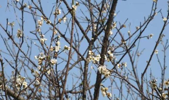原创 “十里梅林”品梅，还有机会领大奖，萝岗香雪文化旅游节指引来了1